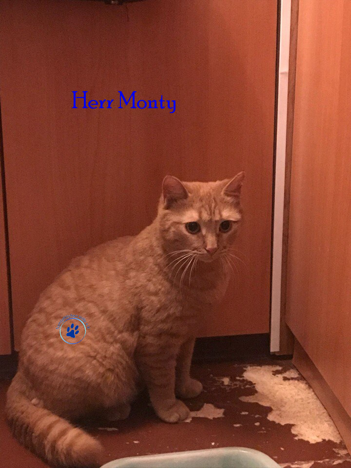 Soja/Katzen/Herr Monty/Herr Monty26mN.jpg